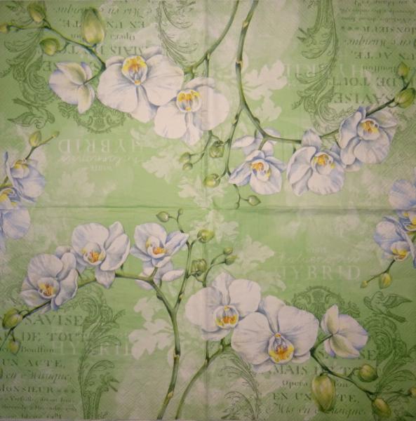 019 Orchids (19)